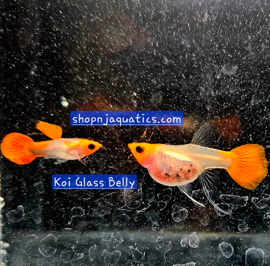 Rare- Koi Glass Belly Ribbon - Super High Quality