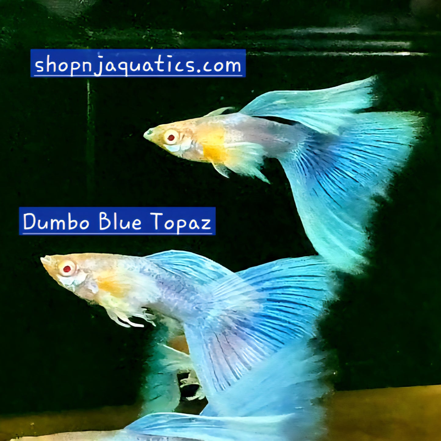 Dumbo Blue Topaz - Breeding Adult Live Guppy fish, USA seller.