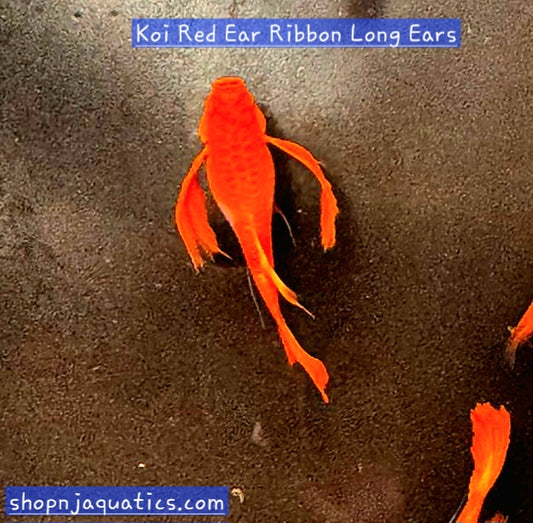 Rare- Koi Red Ears Ribbon FinC Long Ears/Fin - Super High Quality Koi Red