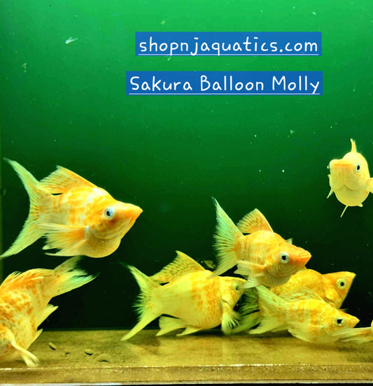 Sakura Balloon Molly - Adults - Live Molly fish, USA seller.