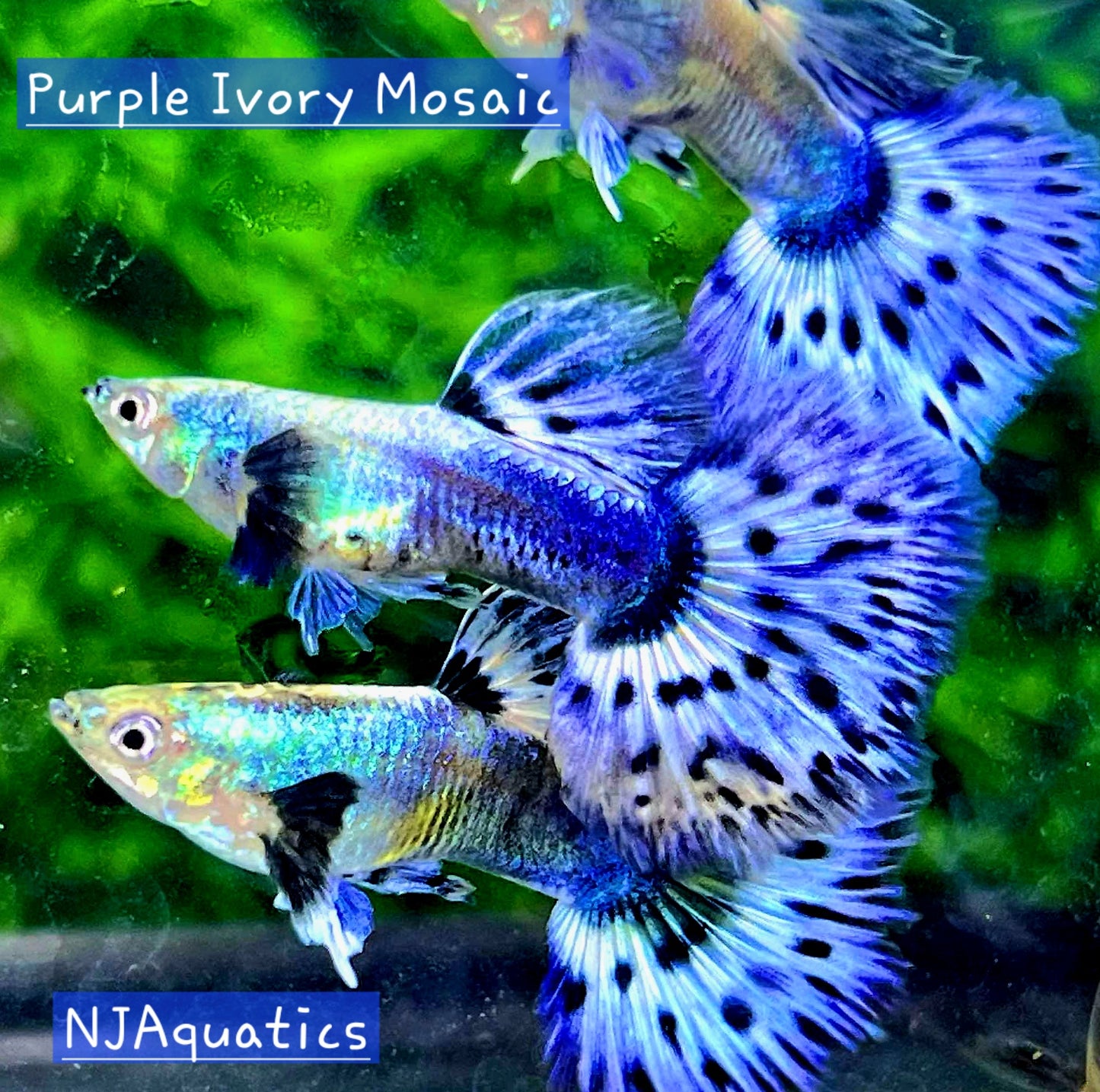 Purple Ivory Mosaic - Breeding Adult Live Guppy fish, USA seller.