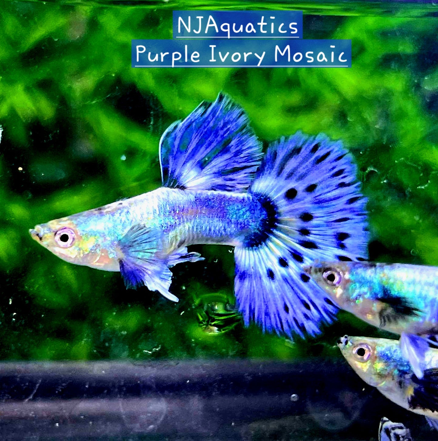 Purple Ivory Mosaic - Breeding Adult Live Guppy fish, USA seller.