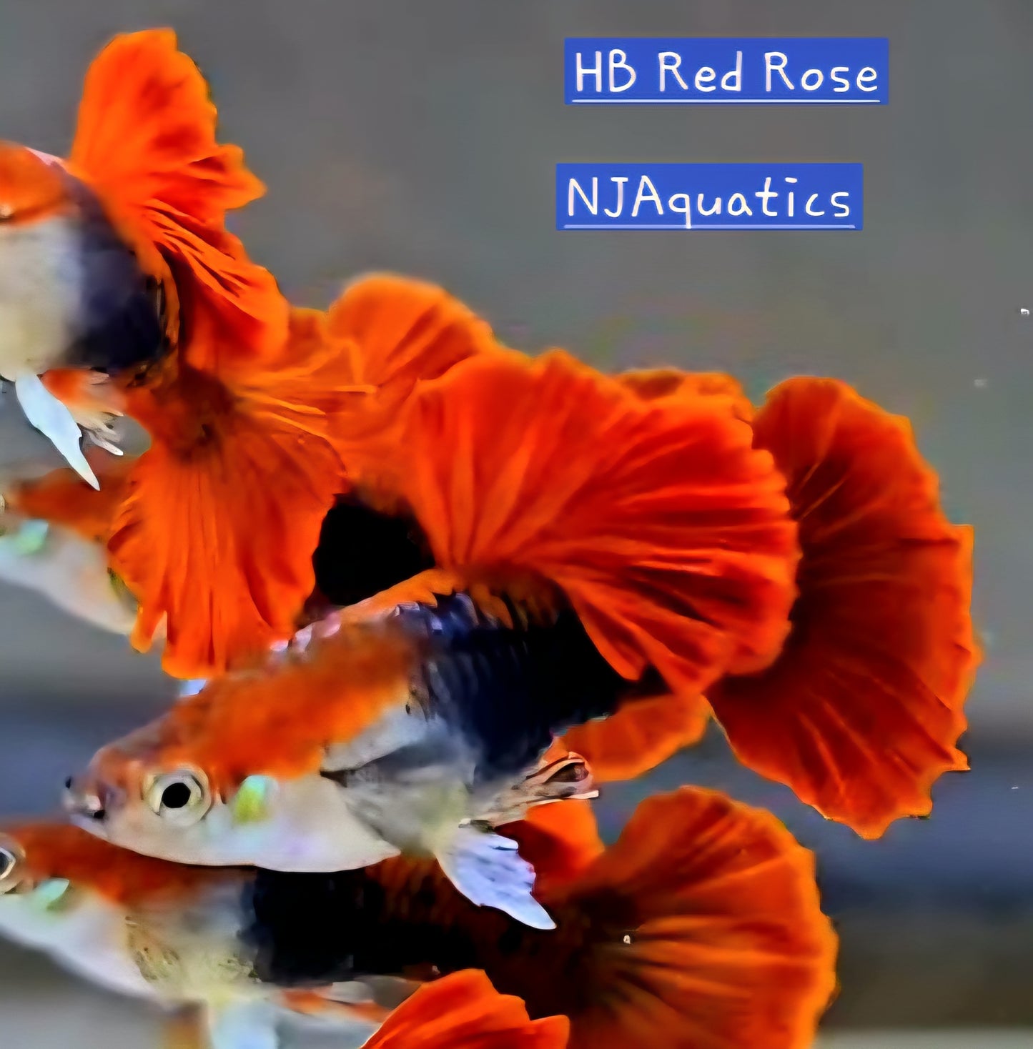 HB Red Rose - Adult pair - Live Guppy fish, USA seller.