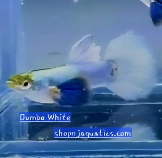 Dumbo White - Breeding Adult Live Guppy fish, USA seller.