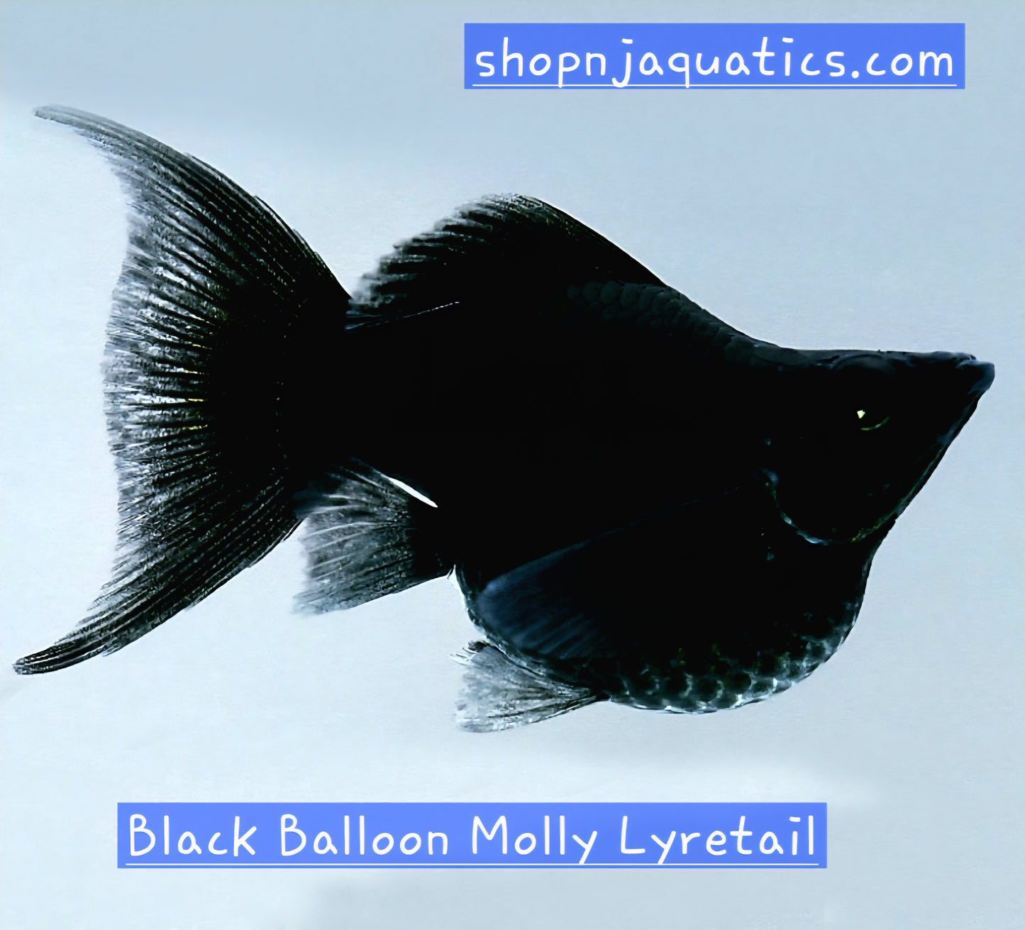 Black Knight Balloon Molly - Adults - Live Molly fish, USA seller.