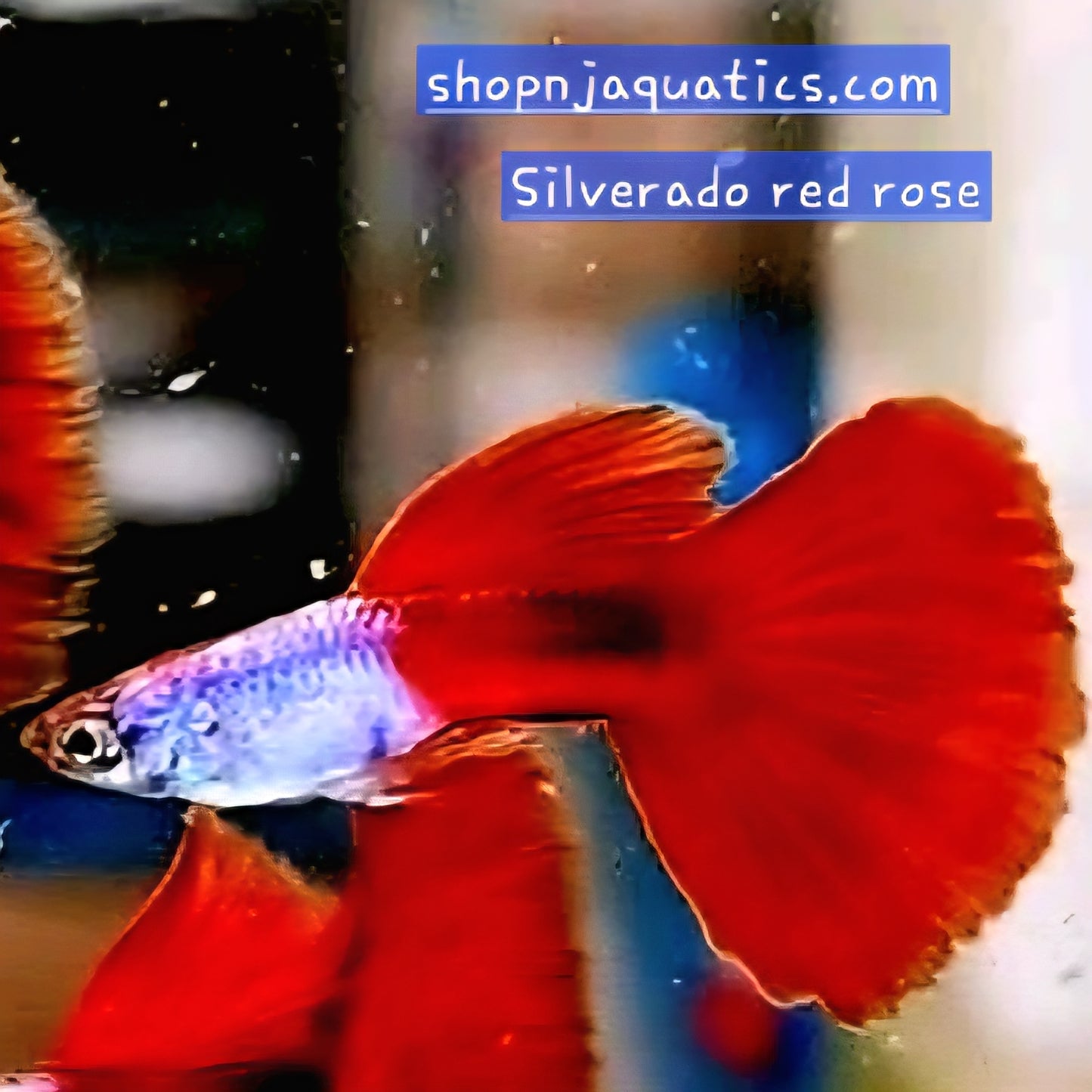 Silverado Red Rose - Breeding Adult Live Guppy fish, USA seller.