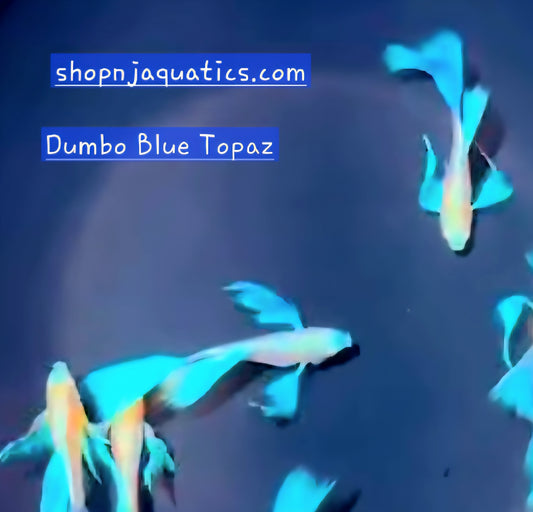 Dumbo Blue Topaz - Breeding Adult Live Guppy fish, USA seller.