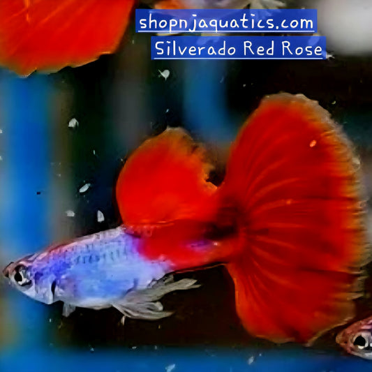 Silverado Red Rose - Breeding Adult Live Guppy fish, USA seller.