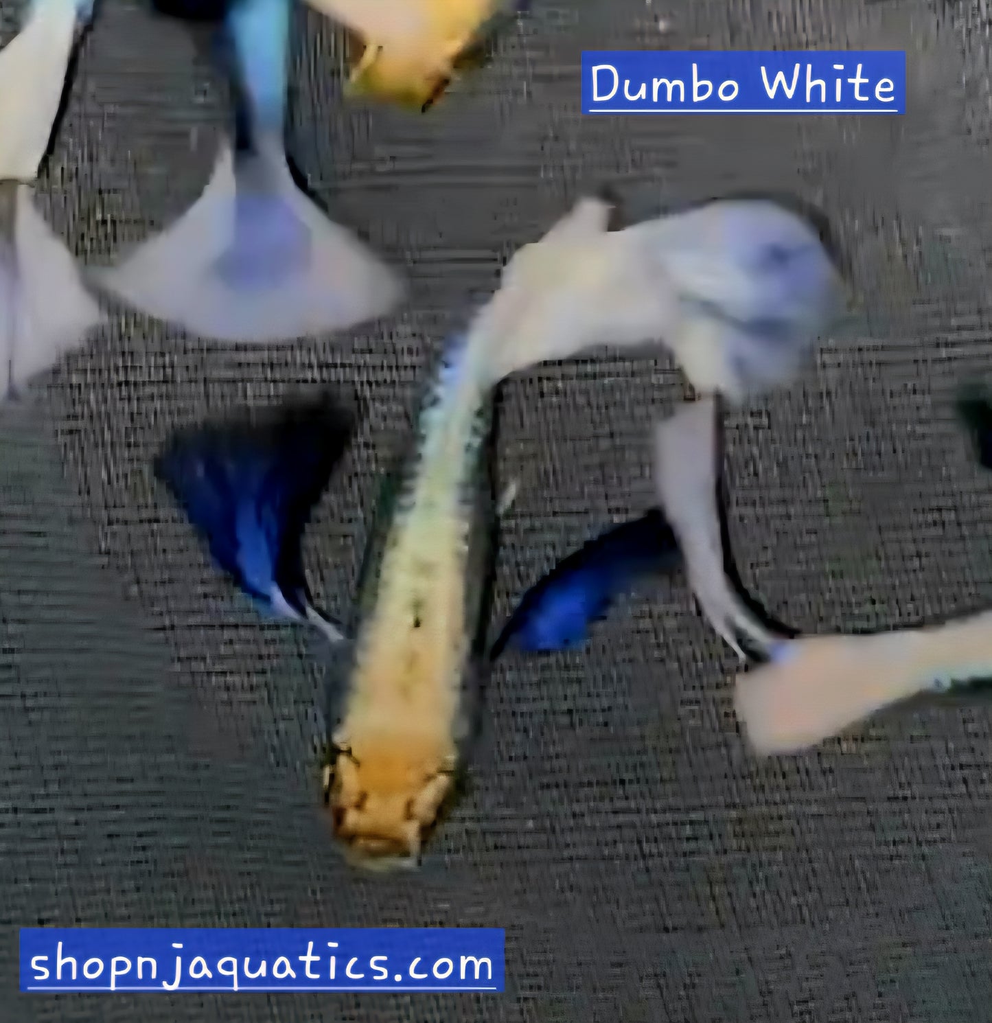 Dumbo White - Breeding Adult Live Guppy fish, USA seller.