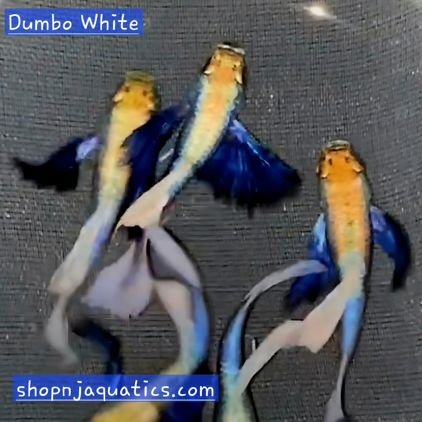 Dumbo White - Breeding Adult Live Guppy fish, USA seller.