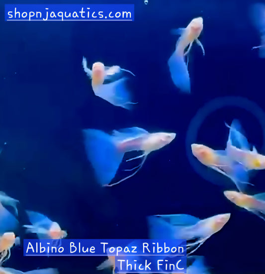 Albino Blue Topaz Ribbon Thick FinC - Breeding Adult Live Guppy fish, USA seller.