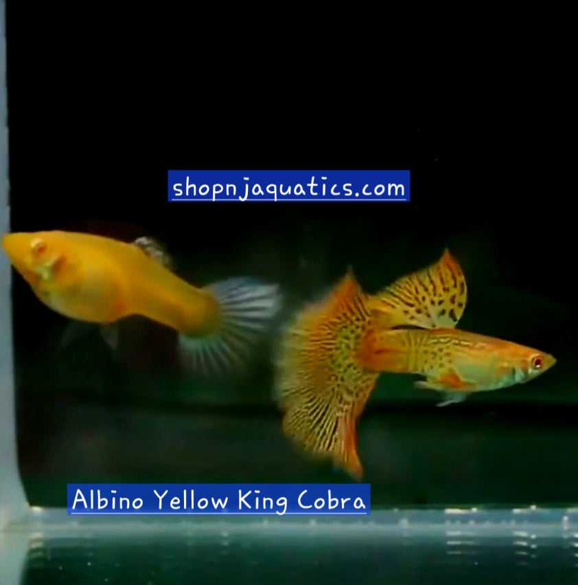 Rare - Albino Yellow King Cobra - Super High Quality