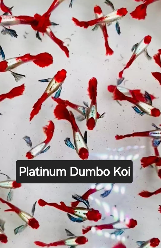Dumbo Platinum Koi - Adult Live Guppy fish, USA seller.