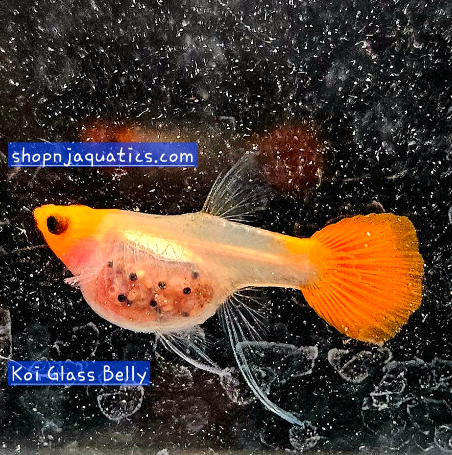 Rare- Koi Glass Belly Ribbon - Super High Quality