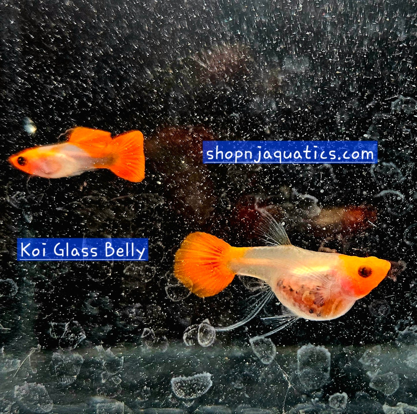 Rare- Koi Glass Belly Ribbon - Super High Quality