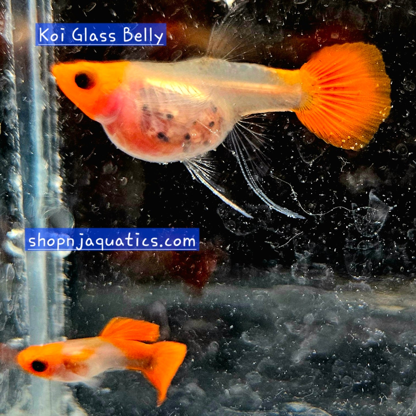 Rare- Koi Glass Belly Ribbon - Super High Quality