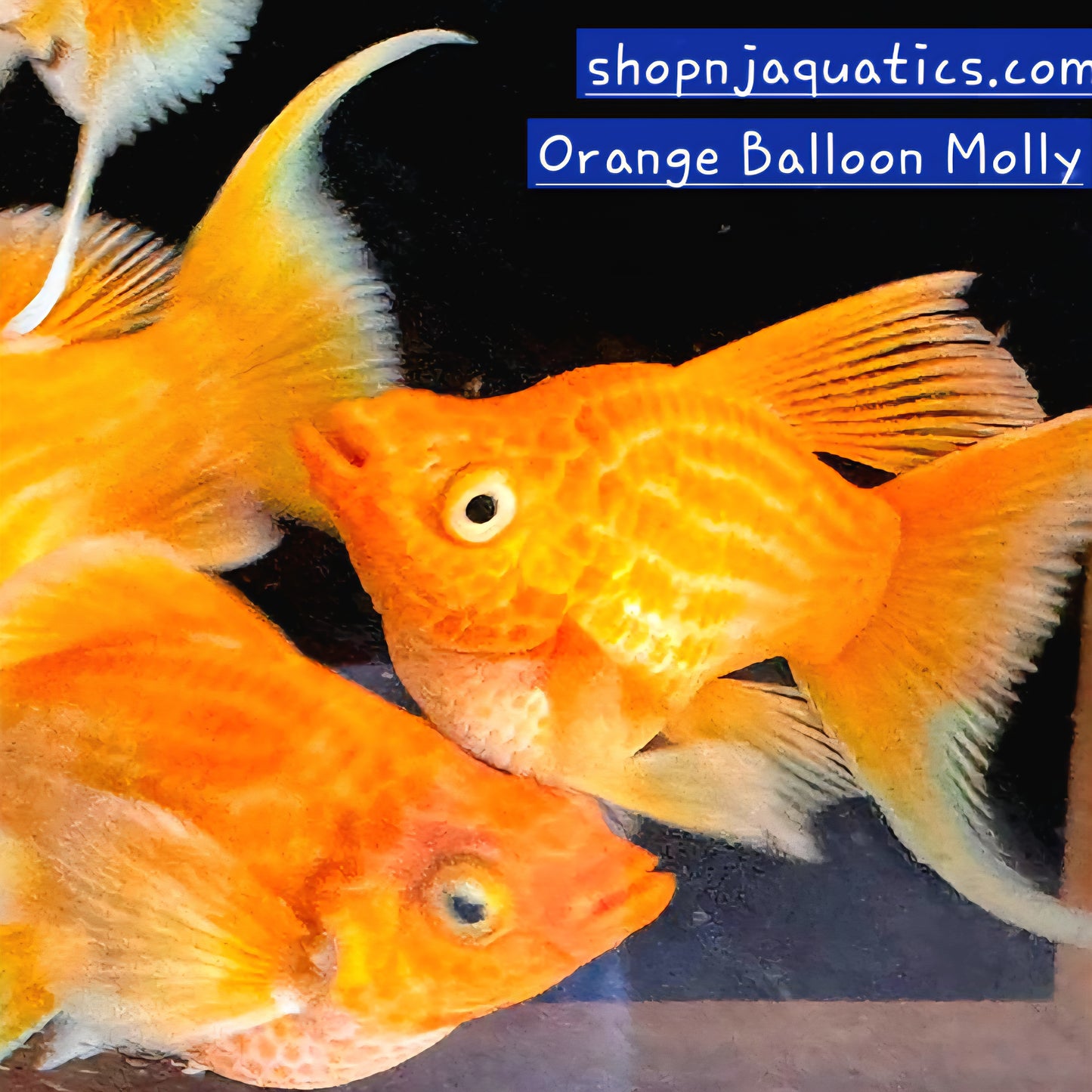 Orange Balloon Molly - Adult Live Molly fish, USA seller.
