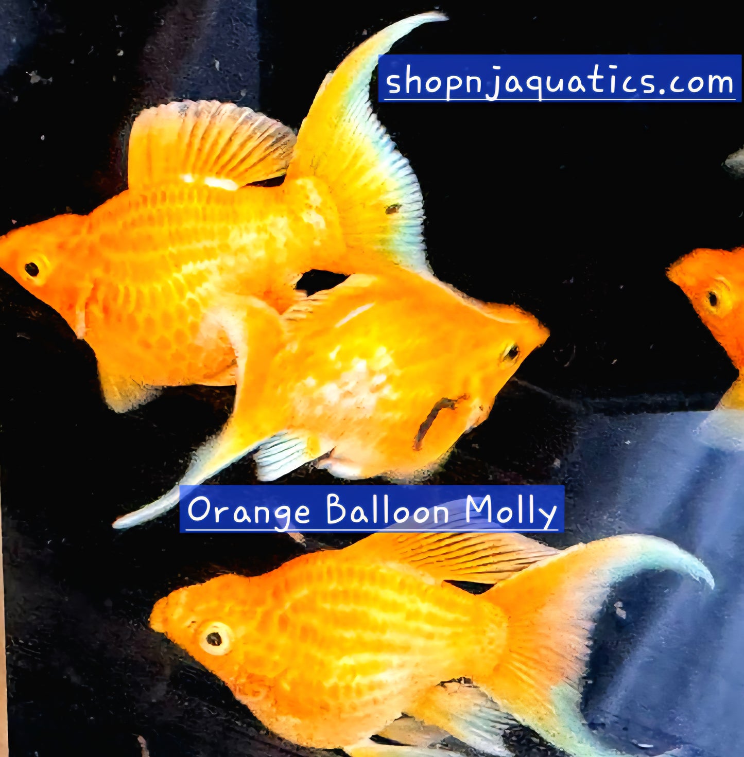 Orange Balloon Molly - Adult Live Molly fish, USA seller.