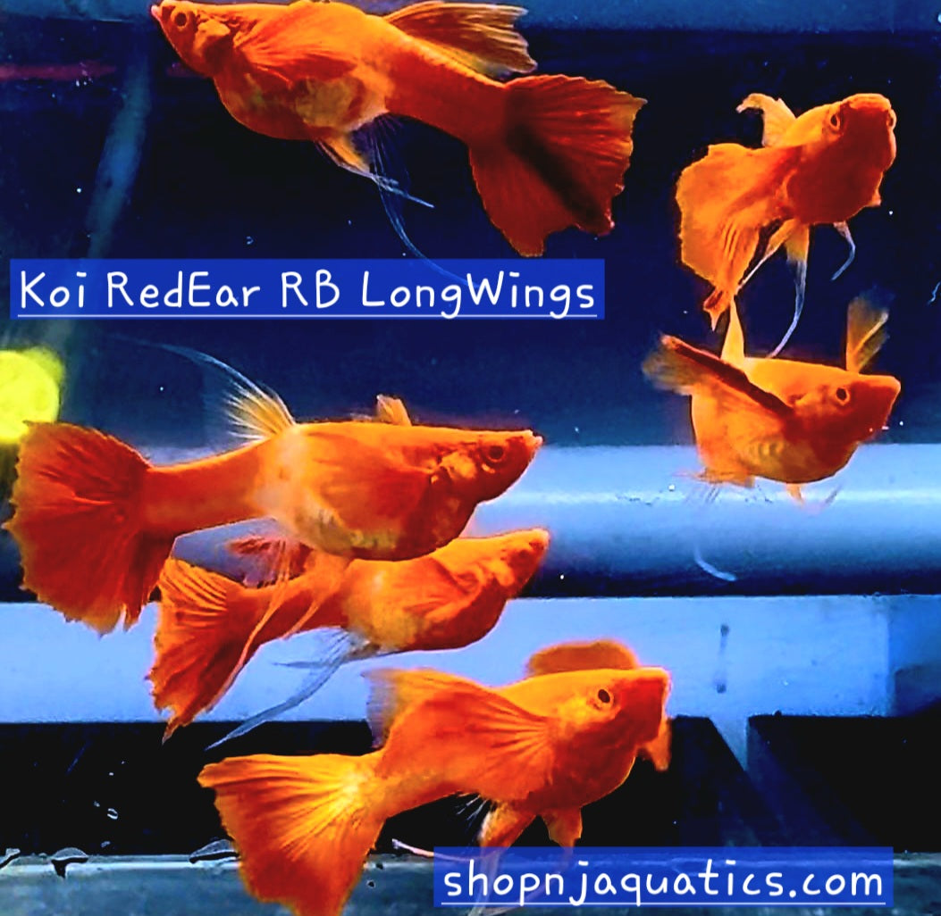 Rare- Koi Red Ears Ribbon FinC Long Ears/Fin - Super High Quality Koi Red