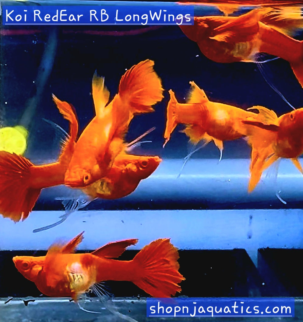 Rare- Koi Red Ears Ribbon FinC Long Ears/Fin - Super High Quality Koi Red