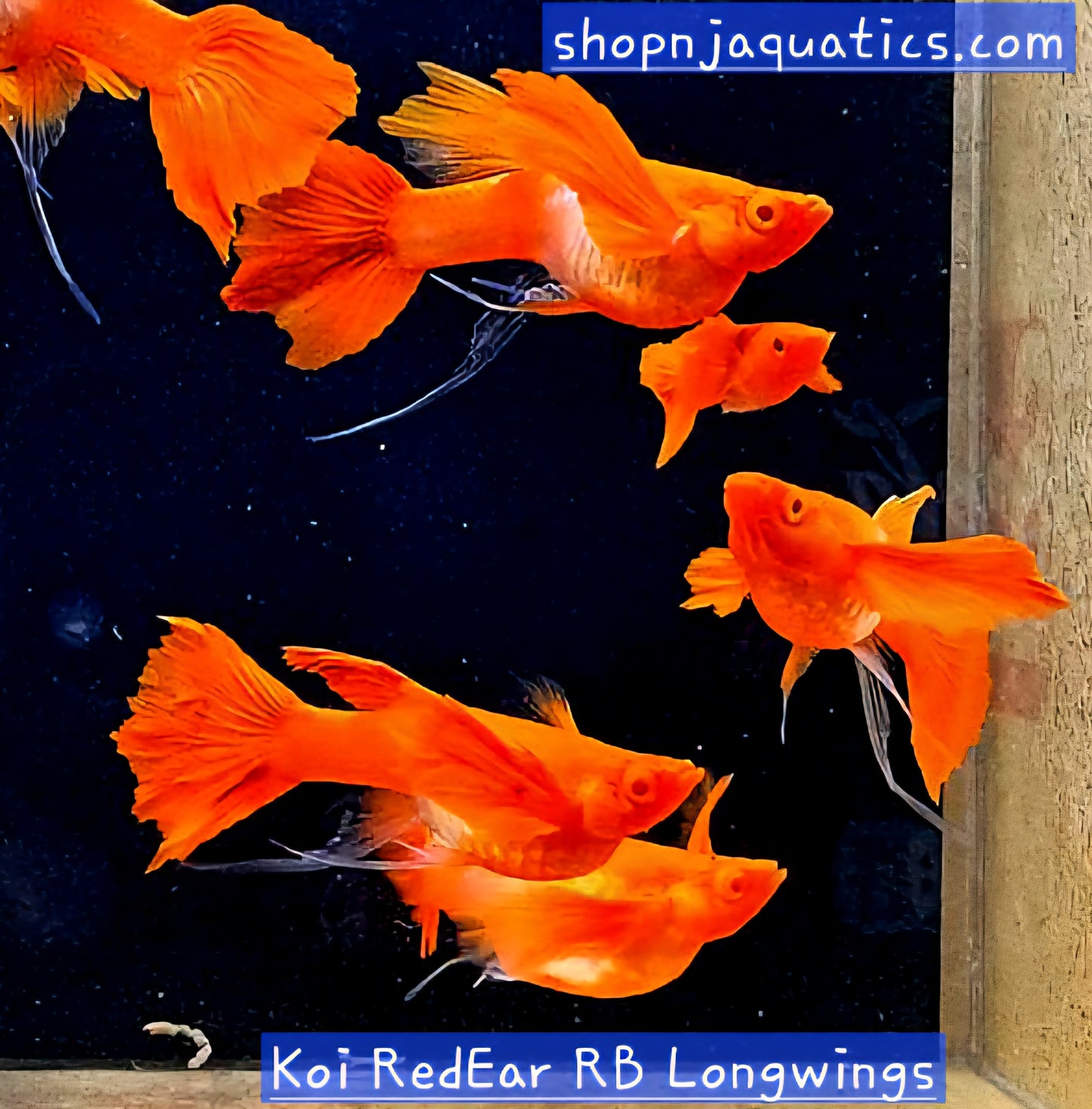 Rare- Koi Red Ears Ribbon FinC Long Ears/Fin - Super High Quality Koi Red
