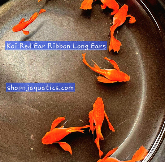 Rare- Koi Red Ears Ribbon FinC Long Ears/Fin - Super High Quality Koi Red