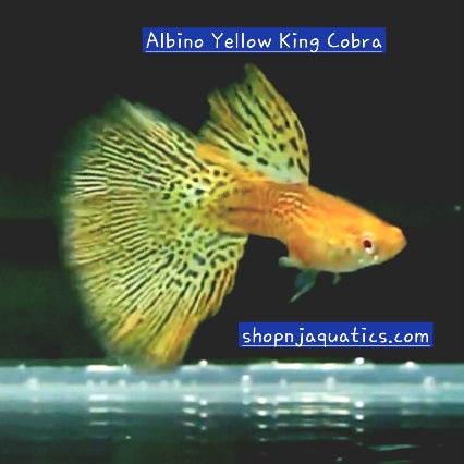 Rare - Albino Yellow King Cobra - Super High Quality