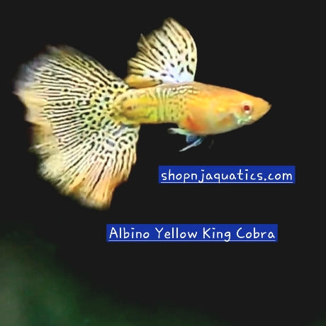 Rare - Albino Yellow King Cobra - Super High Quality