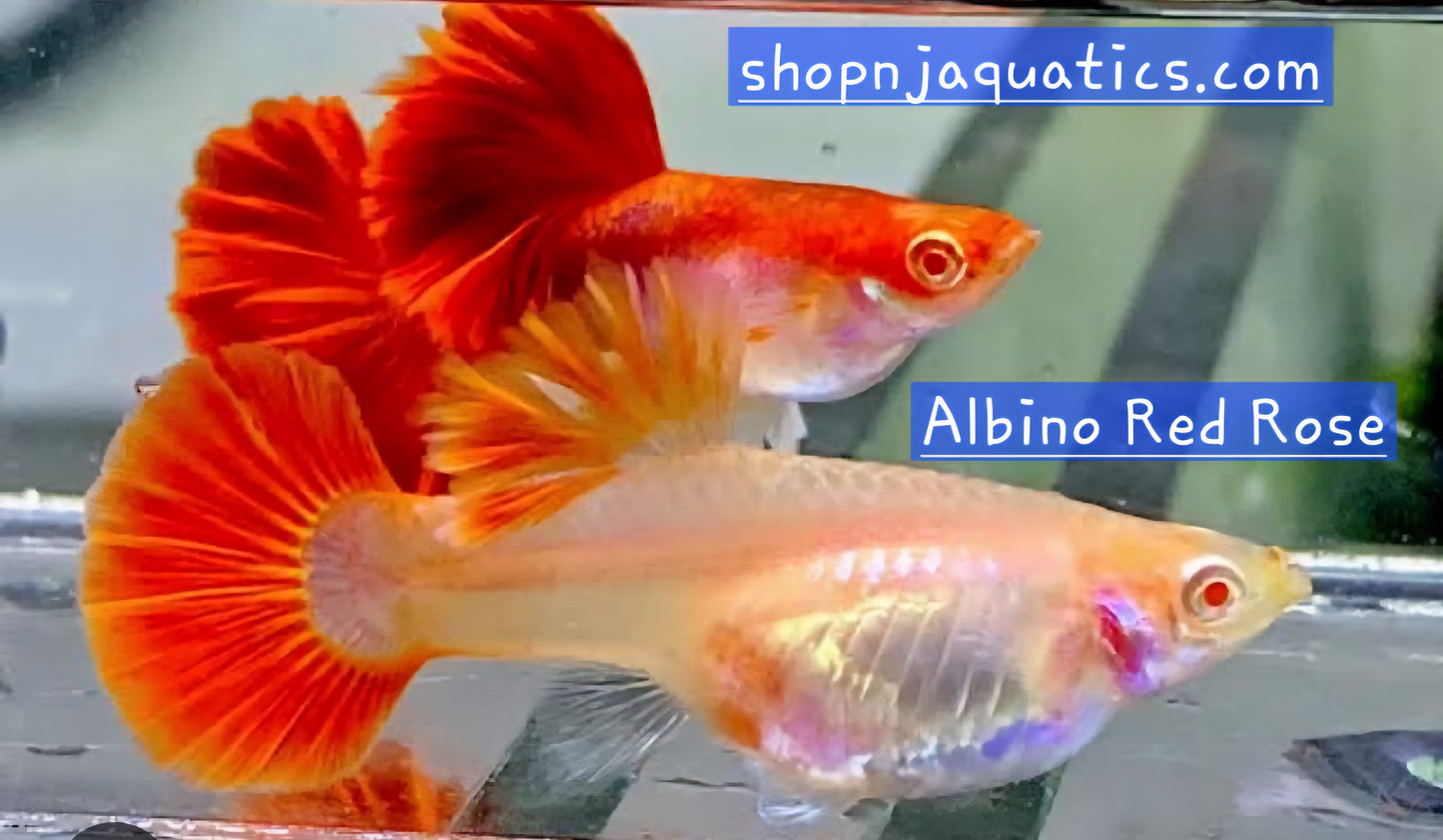 Rare - Albino Red Rose - Super High Quality