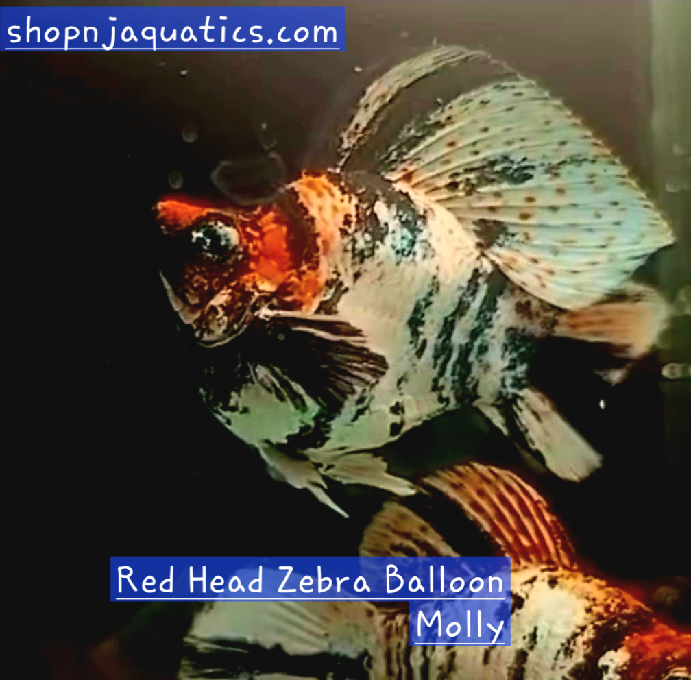 Red Head Zebra Balloon Molly - Adults - Live Molly fish, USA seller.