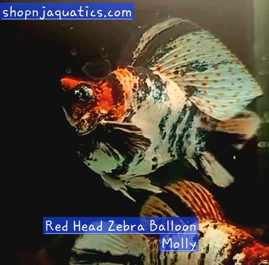Red Head Zebra Balloon Molly - Adults - Live Molly fish, USA seller.