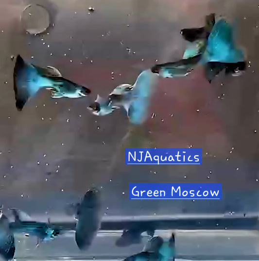 Green Moscow - Breeding Adult pair - Live Guppy fish, USA seller.