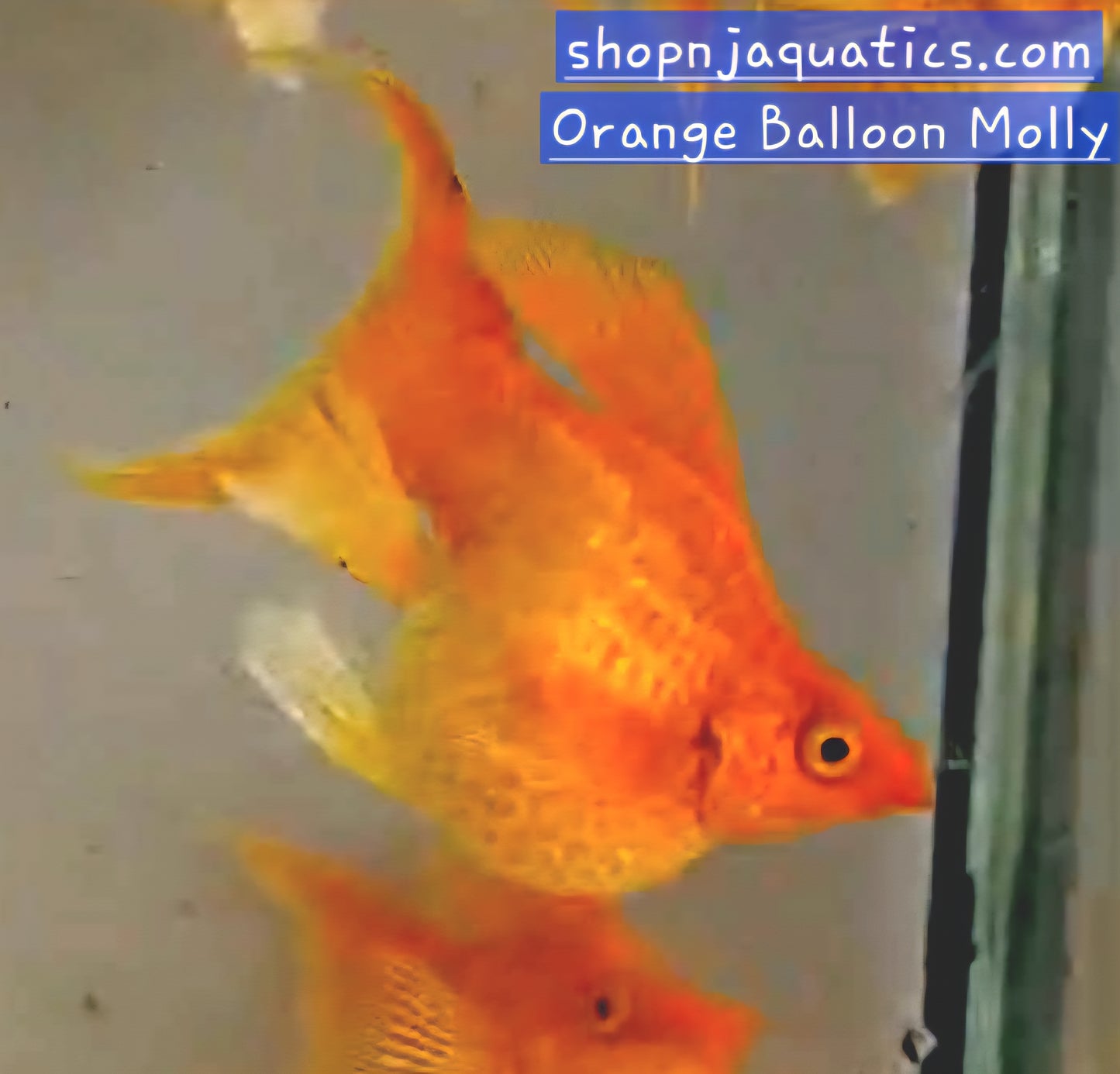 Orange Balloon Molly - Adult pair - Live Molly fish, USA seller.