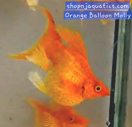Orange Balloon Molly - Adult pair - Live Molly fish, USA seller.
