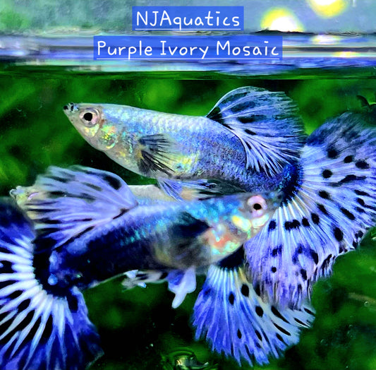 Purple Ivory Mosaic - Breeding Adult pair - Live Guppy fish, USA seller.
