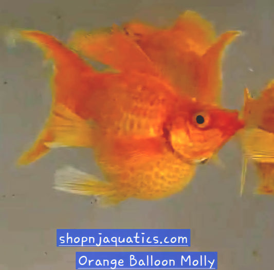 Orange Balloon Molly - Adult pair - Live Molly fish, USA seller.