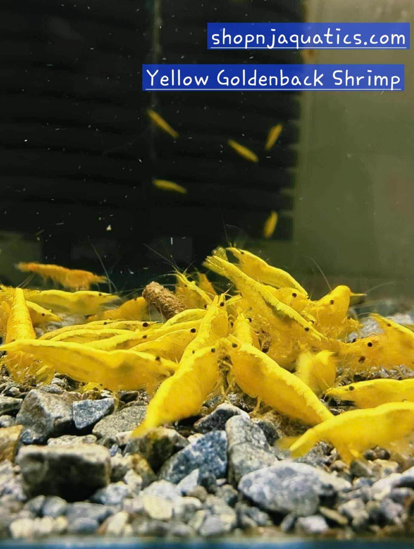 10+1 Yellow Goldenback Neocaridina High Grade Shrimp