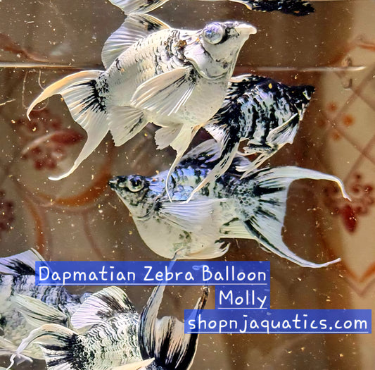 Zebra Dalmatian Balloon Molly - Adult pair - Live Guppy fish, USA seller.