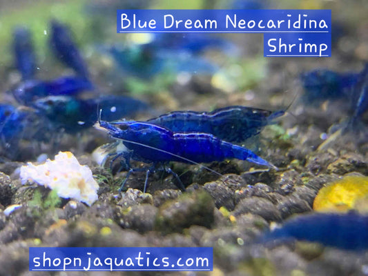 10+1 Blue Dream Neocaridina High Grade Shrimp