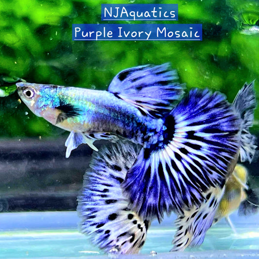 Purple Ivory Mosaic - Breeding Adult pair - Live Guppy fish, USA seller.