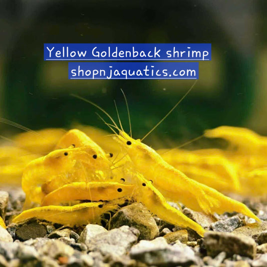 10+1 Yellow Goldenback Neocaridina High Grade Shrimp