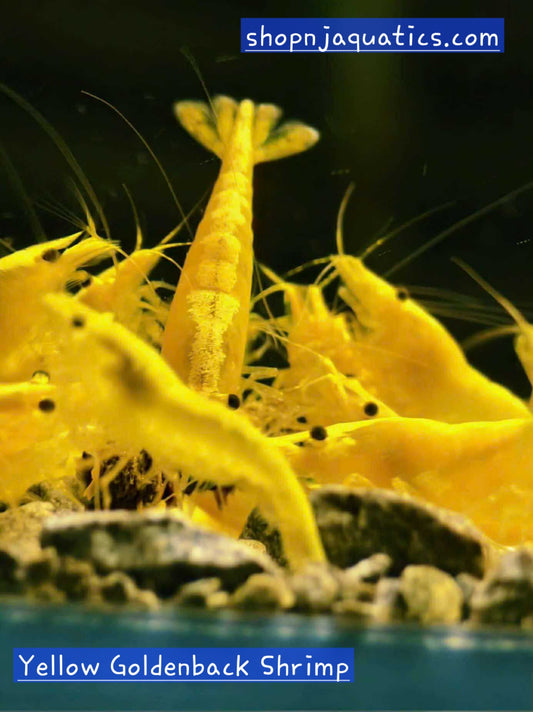 10+1 Yellow Goldenback Neocaridina High Grade Shrimp