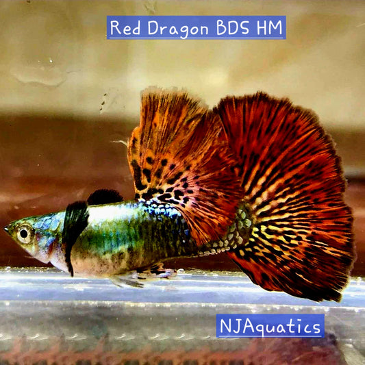Red Dragon BDS HM - Adult Breeding pair - Live Guppy fish, USA seller.