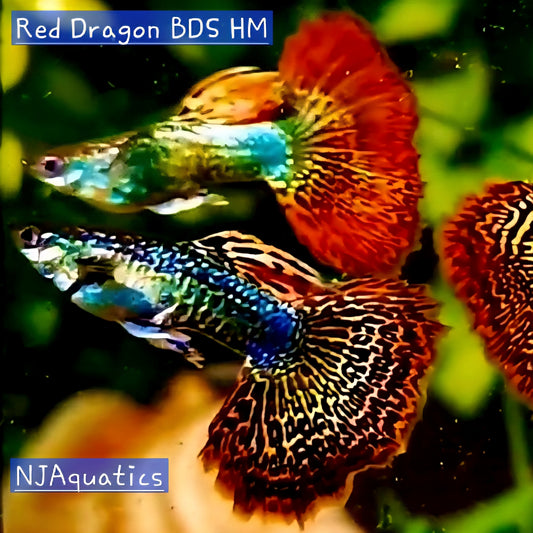 Red Dragon BDS HM - Adult Breeding pair - Live Guppy fish, USA seller.
