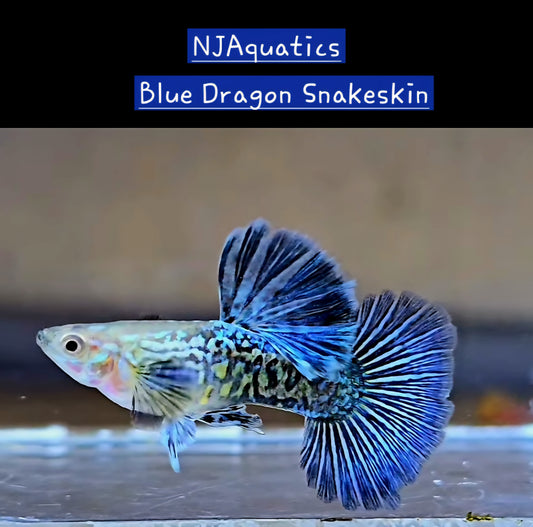 Blue Dragon - Adult pair - Live Guppy fish, USA seller.