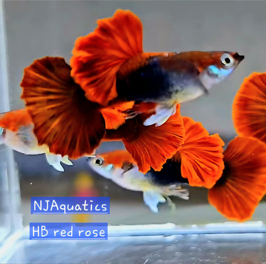 HB Red Rose - Adult pair - Live Guppy fish, USA seller.
