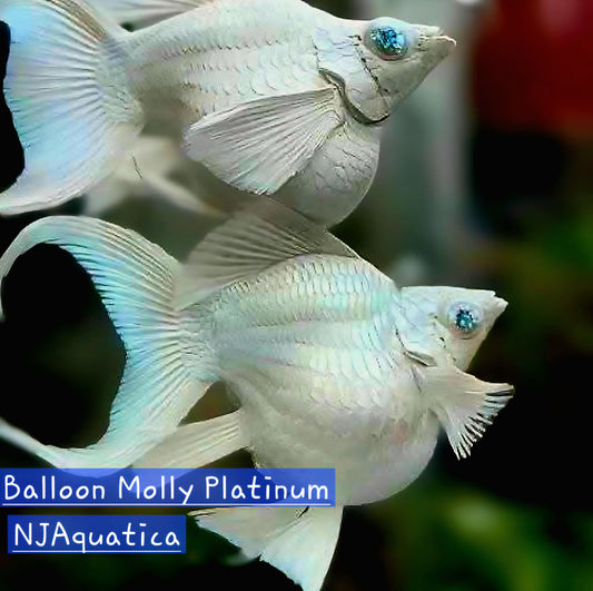 Platinum Balloom Molly - Adult pair - Live Guppy fish, USA seller.