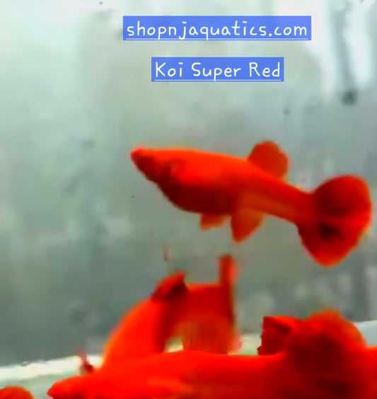 Koi Super Red - Breeding Adult pair - Live Guppy fish, USA seller.
