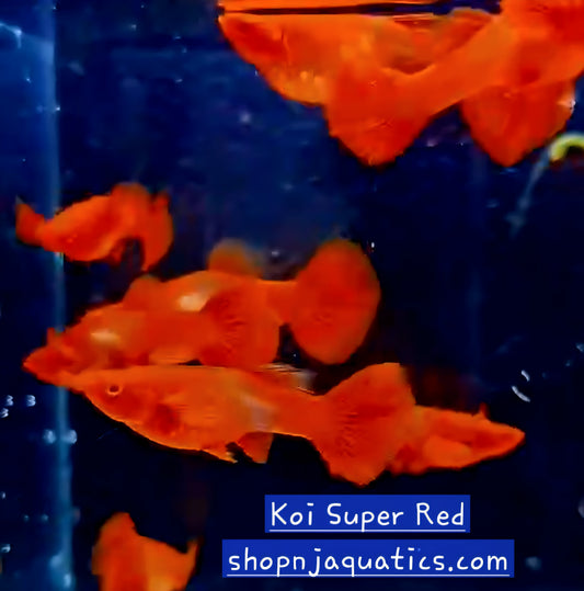 Koi Super Red - Breeding Adult pair - Live Guppy fish, USA seller.