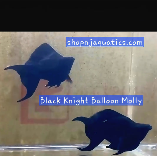 Black Knight Balloon Molly - Adults - Live Molly fish, USA seller.